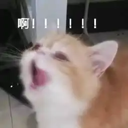  猫咪表情包今天也是元气满满的一天