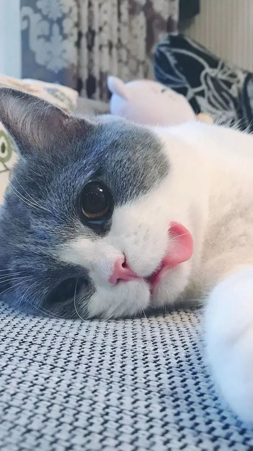  壁纸萌化了的猫咪壁纸