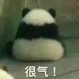 怂表情包熊猫仓鼠