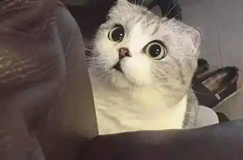 主人外出不在家,宝宝把猫咪当枕头,结果猫咪的表情亮了