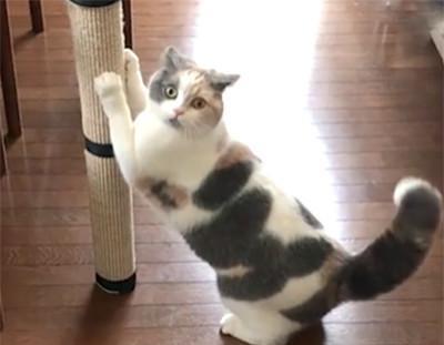  猫咪偷偷磨爪子,被发现后露出了惊恐的表情