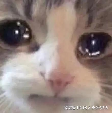  杀我别用小猫刀香蕉猫是怎么血洗b站的