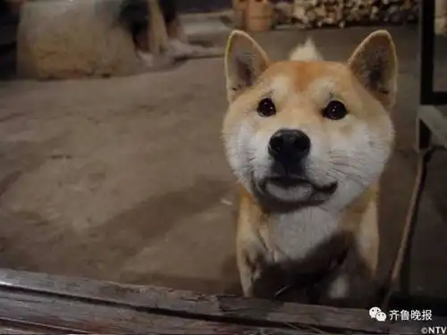  16岁表情包柴犬北登去世从此你永远活在我的表情