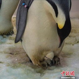  两只帝企鹅在珠海诞生破亚洲最低纬度孵化纪录