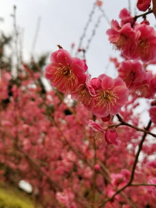  12种幸运花,你是几月出生,最旺你的花就是那它