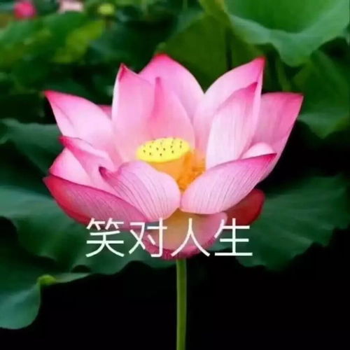  靠着这一波头像,我成功打入了家长群内部