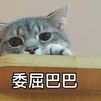  菊花猫表情包