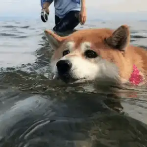  最全微信柴犬表情包大全合集,搞笑斗图贱表情包