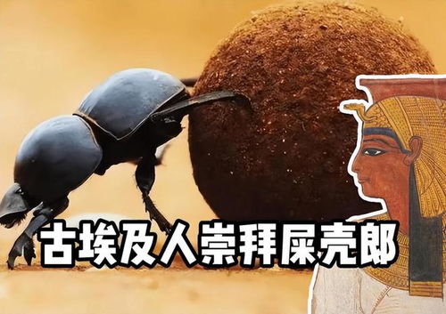  圣甲虫又名屎壳郎,它为何是古埃及人的圣物它有何作用