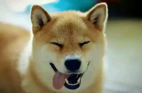  秋田柴犬傻傻分不清楚