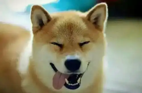 稳稳的接住柴犬表情包秋