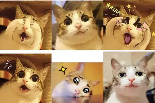  萌猫瓜皮表情包