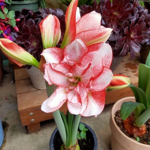  一种花,不用土也能呼呼开花,花朵比脸还大,喜庆吉祥