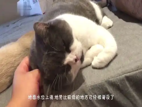  大路被水给淹没了,主人将猫咪放在盆里,猫咪瞬间的表情让人叫绝