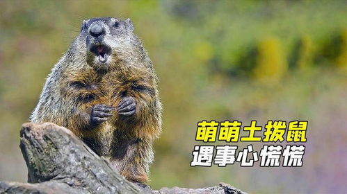  萌萌土拨鼠,做着最凶狠的表情,实则内心慌得一批