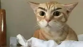  朋友圈翻唱小合集3