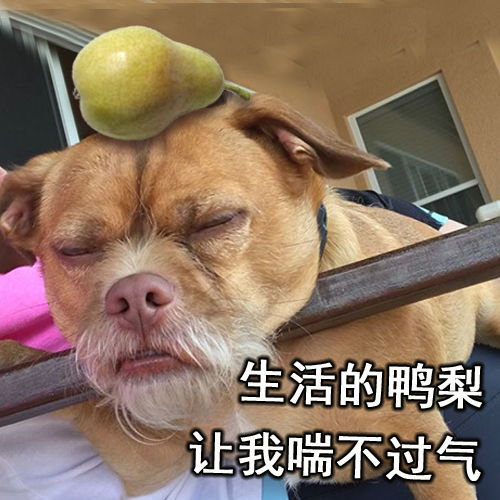  搞笑表情包一只与权利的游戏中小恶魔撞脸的狗狗,要取代了小恶魔了
