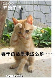  卷卷猫妹妈aacszcatpowereddiscuz