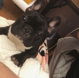  动作神同步uzi与爱犬默契躺遭女友调侃