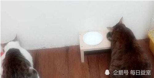  布偶猫一次生了19只,每次喂奶都是这个表情这都是我的孩子