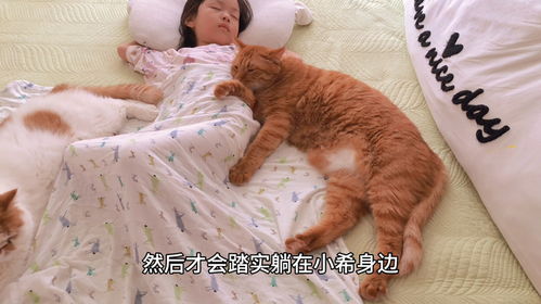  猫咪们好久没陪小主人睡觉,大橘猫想独占