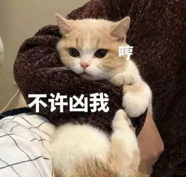  7月最新的100张热门表情包,聊天超有意思