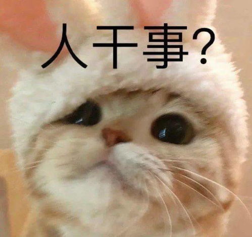 猫可爱表情包李焕英