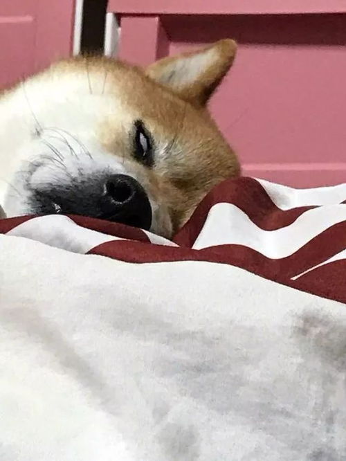  狗真的会不顾危险救主人么看完这实验再回答...