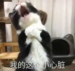 想吃小孩猫咪表情包表情