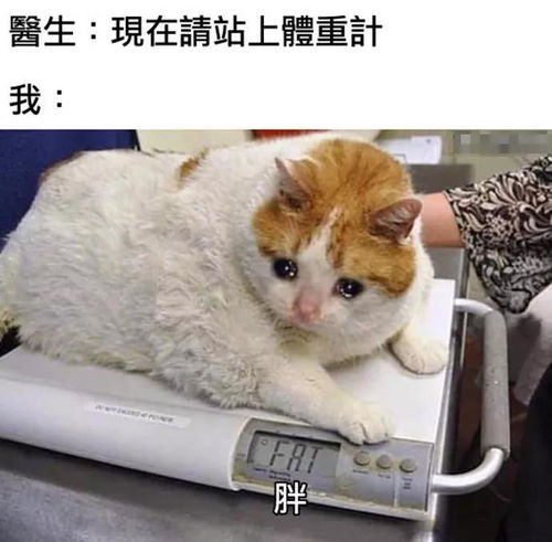 破防猫猫头表情包头像