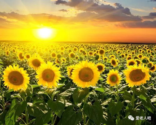  四首联唱窗外粉红色的回忆你潇洒我漂亮跟着感觉走经典