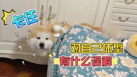 表情包是秋田还是柴犬黑