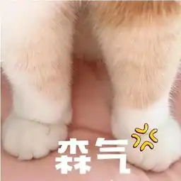  猫咪表情包合集你都没有胸,凶什么凶