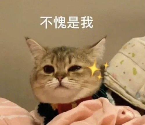 猫可爱表情包猫叫