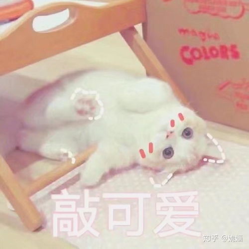 你有哪些关于猫狗的表情包