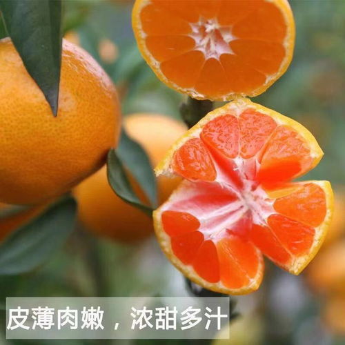  正宗临海涌泉蜜桔孕妇无打蜡新鲜水果当季无核薄皮橘子现摘现发