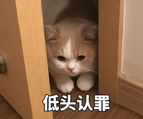  读好大专等于上本科,可别这么想,有机会还是复读吧
