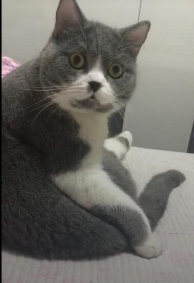  表情英短听说主人要喝猫汤,猫咪吓懵的表情太搞笑腾讯网表情
