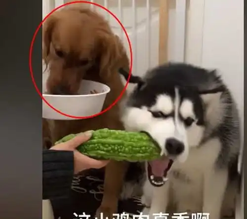  跟金毛一起长大的哈士奇越养越觉得不对劲网友佛系哈士奇