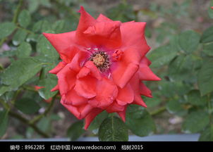  传统名花红色月季花高清图片下载红动网