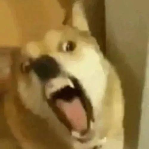 狗狗脸红齐刘海表情包