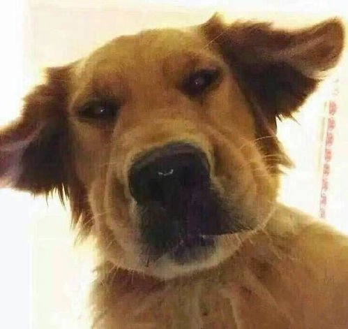 可爱的小狗微信头像