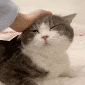 摸头表情包猫摸头杀
