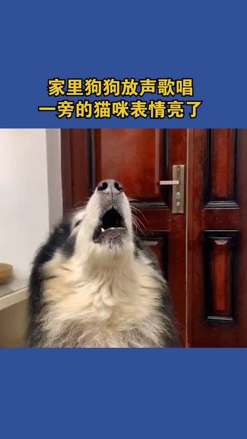  家里狗狗放声歌唱,一旁的猫咪表情亮了