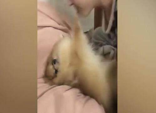  狗狗一脸嫌弃男主的亲吻,女主上前,狗狗居然区别对待