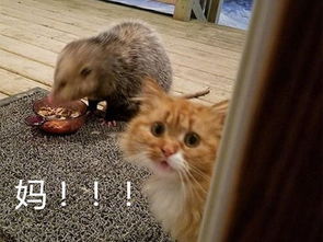  橘猫食物被鼠抢,无奈打不过转脸求助铲屎官,表情惹人怜