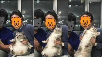  猫咪拍全家福被吓到,坐姿僵硬表情逗趣,网友像在坐云霄飞车