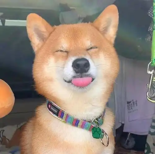  柴犬笑是真的笑吗柴犬开心所表达的方式是什么