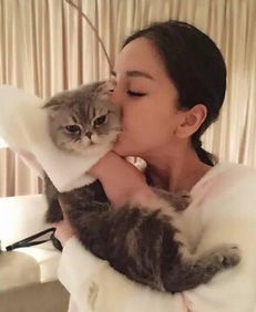  只要一只猫,就能让范冰冰刘亦菲胡歌高圆圆心甘情愿做铲屎官