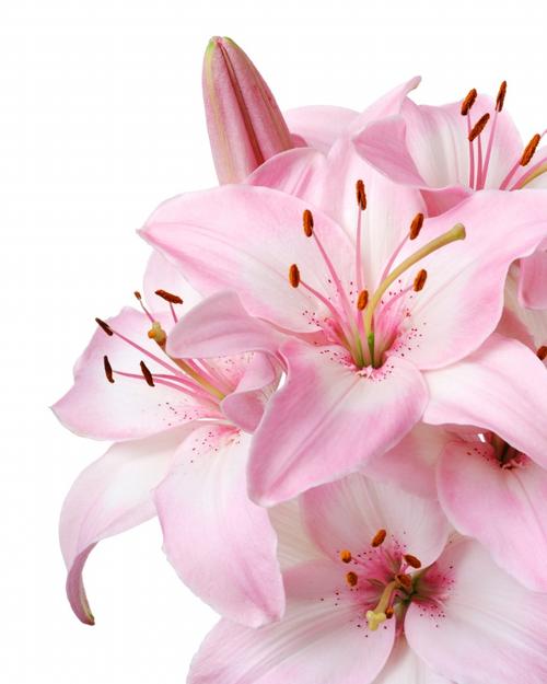  爱的花语